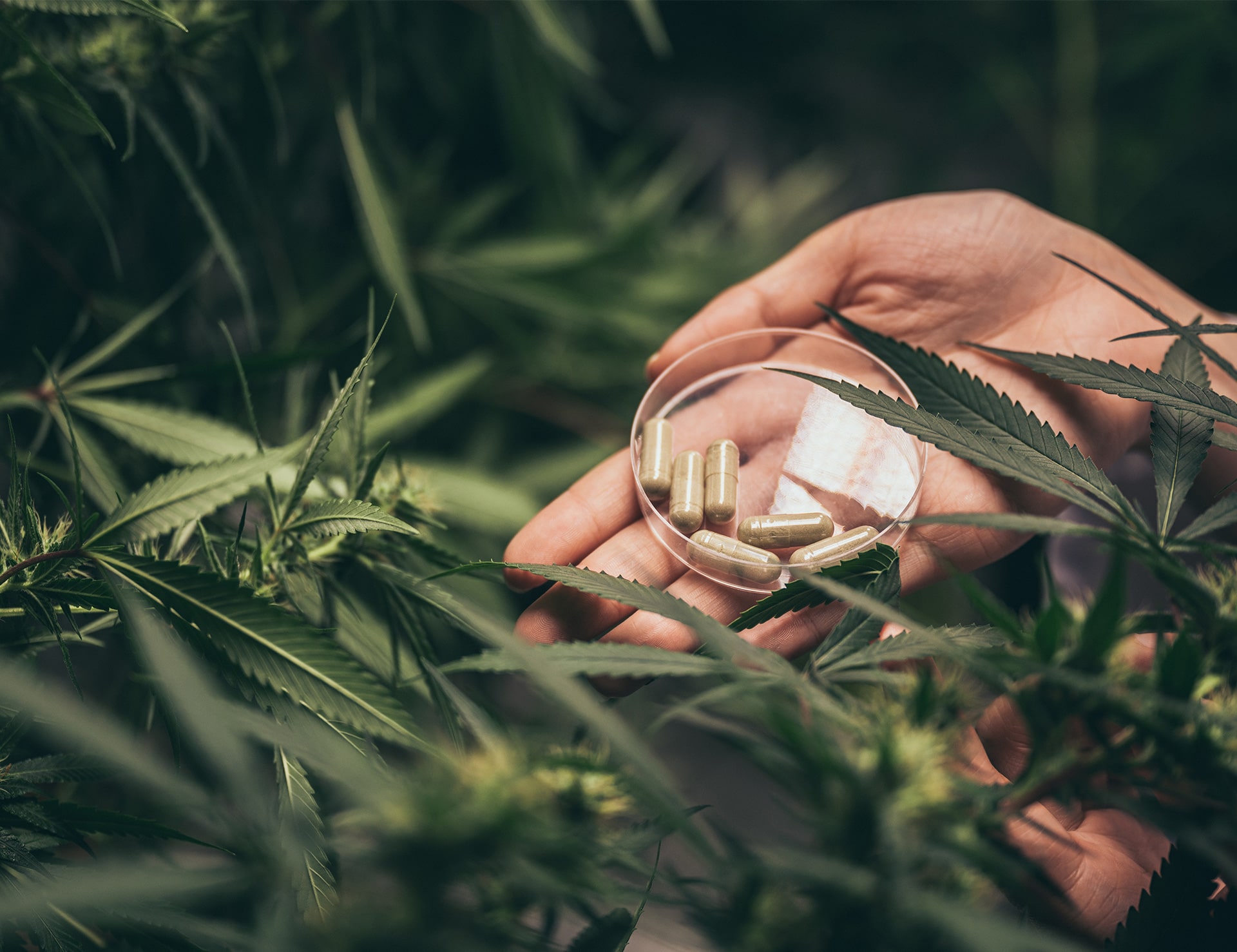 Second image of muestra